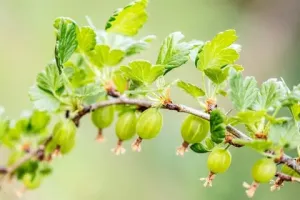 Angrešt bílý, Ribes uva-crispa Hinnomaeki Green, velikost kontejneru 1,6 l