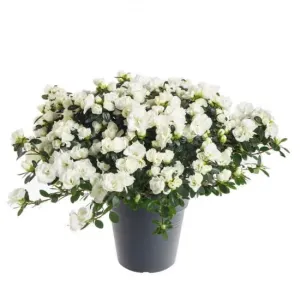 Pokojová azalka, Azalea indica, bílá, průměr květináče 15 cm