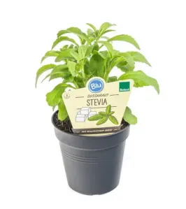 Bio Stévie sladká, Stevia rebaudiana, v květináči