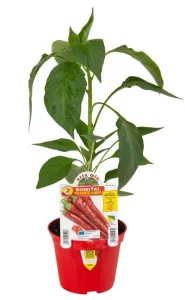 Chilli paprička Lungo di Cayenna, neroubovaná, průměr květináče 14 cm
