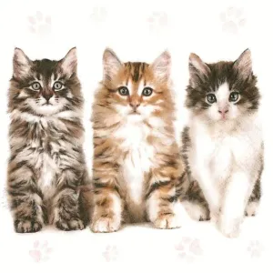 Salvete za dekupaž Three Beautiful Cats - 1 kom