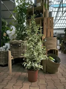Fíkus, Ficus benjamina Twilight, zeleno - bílý, průměr květináče 24 cm