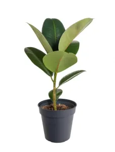 Fíkus, Ficus Elastica, průměr květináče 12 cm