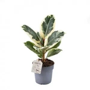 Fíkus, Ficus elastica Tineke, průměr květináče 11 cm