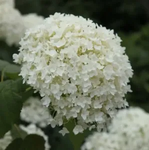 Hortenzie stromečkovitá, Hydrangea arborescens Annabelle, bílá, velikost kontejneru 2 l