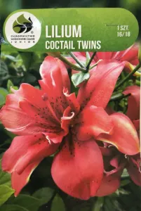 Lilie cibule, Lilium Asiatic Coctail Twins, Jacek, červená, balená, 1 ks
