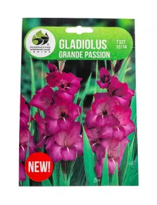 Mečík hlíza, Gladiolus Grande Passion, Jacek, fialový, 7 ks