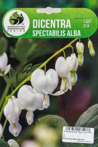 Srdcovka nádherná, Dicentra Spectabilis Alba, Jacek, bílá, 1 ks