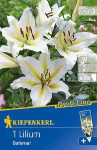 Lilie cibule, Lilium Baferrari, Kiepenkerl, bílo - žlutá, 1 ks