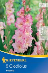 Mečík hlíza, Gladiolus Priscilla, Kiepenkerl, bílo - růžový, 8 ks