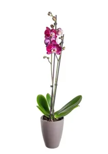 Orchidej Můrovec, Phalaenopsis Agnes, 2 výhony, vínová