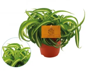 Zelenec, Chlorophytum comosum Bonnie, průměr květináče 10.5 cm