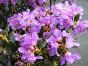 Rhododendron, Pěnišník Maggie, fialový