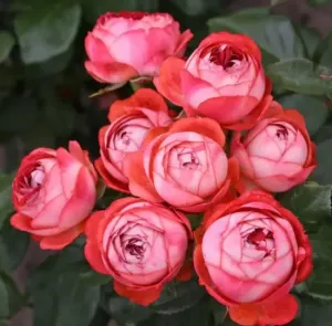 Růže mnohokvětá Kordes, Rosa Pompeji, červeno - růžová, velikost kontejneru 2 l