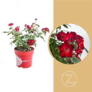 Růže mnohokvětá, Rosa Rosy Boom Color Change, červeno - bílá, velikost kontejneru 6 l