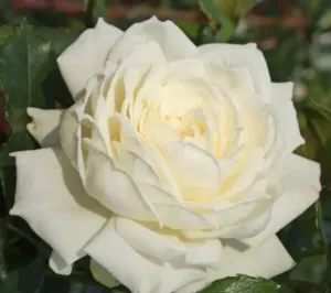 Růže pnoucí Kordes, Rosa Alaska, bílá, velikost kontejneru 2 l
