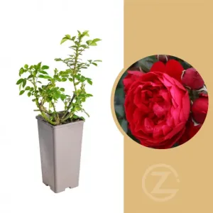 Růže pnoucí Kordes, Rosa Florentina, červená, velikost kontejneru 2 l