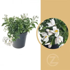 Jasmínokvětý lilek, Solanum jasminoides, bílý, průměr květináče 10 - 12 cm