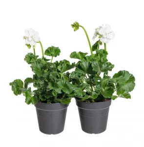 Výhodné balení 10x Muškát vzpřímený, Pelargonium zonale, bílý, velikost květináče 10 - 12 cm